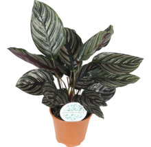 Calathea plantă de apartament în ghiveci