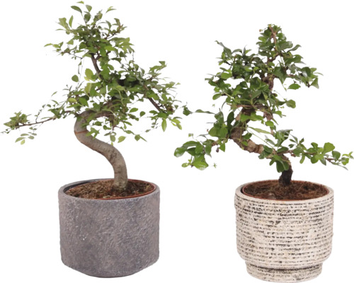 Bonsai Mix Formă S FloraSelf Ficus microcarpa Ginseng ghiveci ceramică Ø 14 cm diferite culori