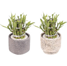 Două plante de bambus norocos în ghivece cu pietricele albe