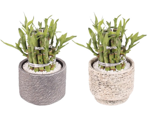 Bambus norocos FloraSelf Dracaena sanderiana Lucky Bamboo ghiveci Ø 11 cm