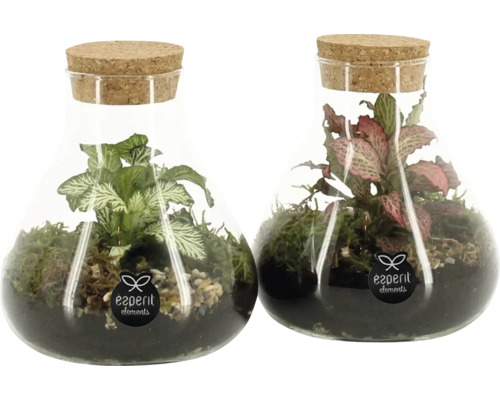 Două sticle de sticlă cu plante și dopuri de plută