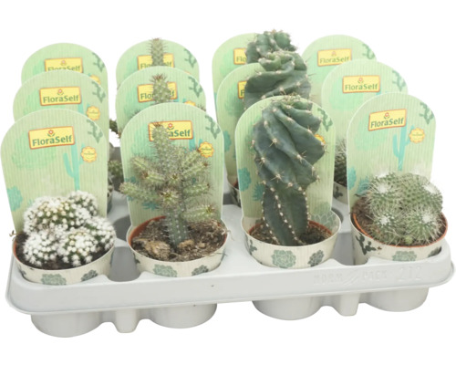 Cactus Mix FloraSelf H ca. 12 cm ghiveci Ø 8,5 cm diferite | HORNBACH