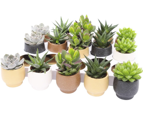 Cactus/Suculente Mix FloraSelf ghiveci Ø 5,5 cm diferite sortimente