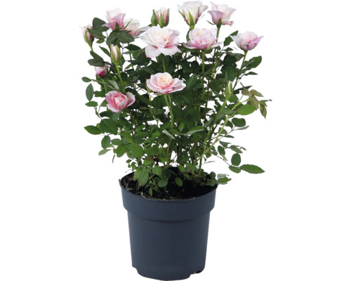 Trandafir FloraSelf 'Special Piia' Minirose ghiveci Ø 10,5 | HORNBACH