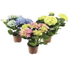 Trei plante de hortensie în ghivece cu flori albastre, galbene și roz