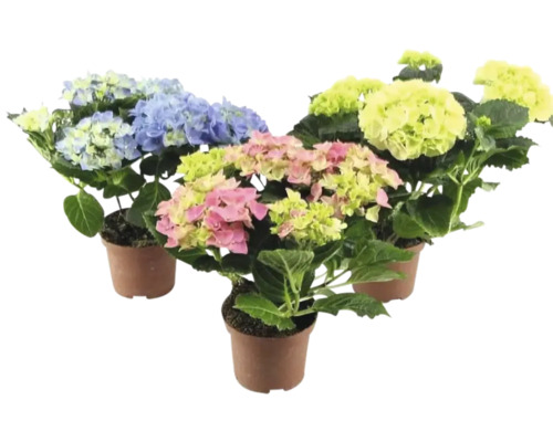 Trei plante de hortensie în ghivece cu flori albastre, galbene și roz