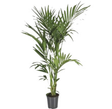 Palmier plat FloraSelf Howea forsteriana H ca. 180 cm ghiveci Ø 24 cm