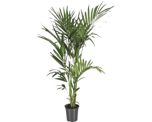 Palmier plat FloraSelf Howea forsteriana H ca. 180 cm ghiveci Ø 24 cm