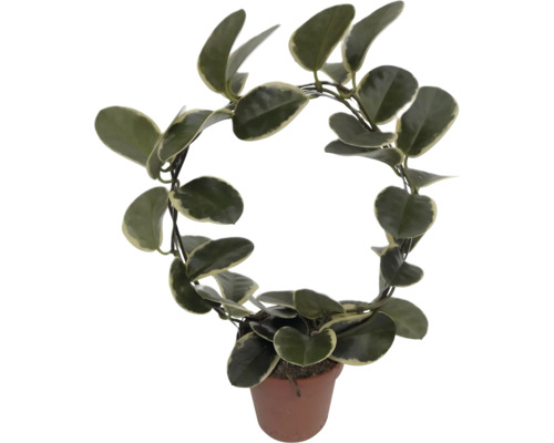 Floarea de ceară FloraSelf Hoya australis 'Blondie' H 40 cm ghiveci Ø 12 cm Plantă de interior Hoya carnosa într-un ghiveci