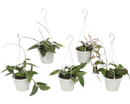 Floarea de ceară FloraSelf Hoya Island Star Mix H 15-20 cm ghiveci Ø 12 cm Cinci plante suspendate Hoya în ghivece albe.