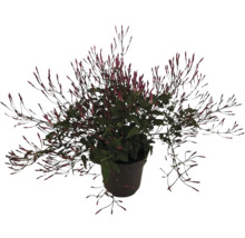 Ghiveci cu plantă de iasomie cu boboci de flori