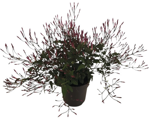 Ghiveci cu plantă de iasomie cu boboci de flori