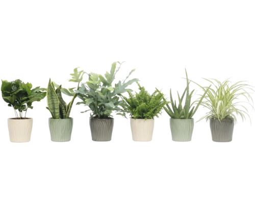 Plante verzi de interior Mix FloraSelf ghiveci ceramică Ø 12 cm diferite sortimente