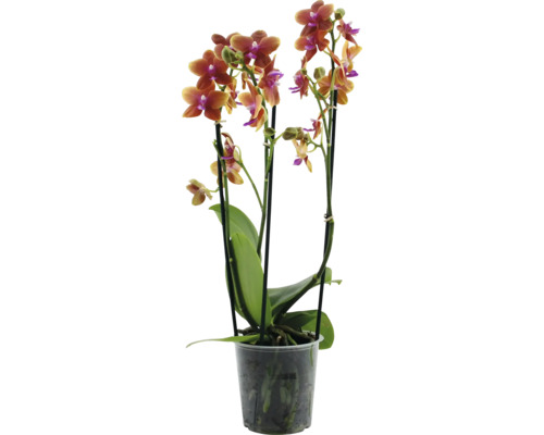 Orhidee fluture FloraSelf Phalaenopsis H ca. 40 cm ghiveci Ø 12 cm 3 tije Orhidee într-un ghiveci