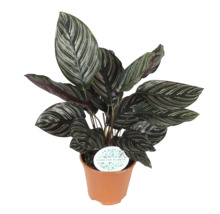 Plantă de interior Calathea într-un ghiveci