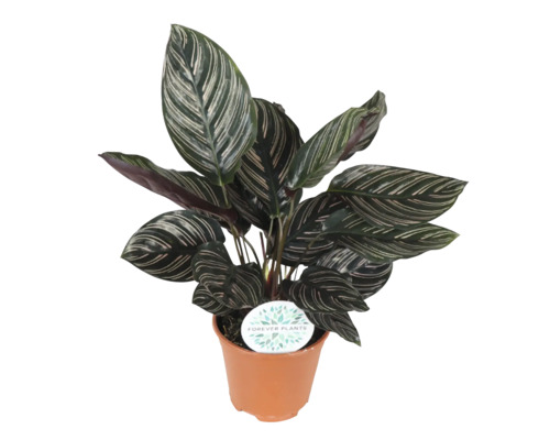 Plantă de interior Calathea într-un ghiveci