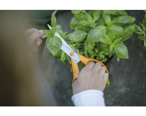 Persoană care taie busuioc cu foarfeca