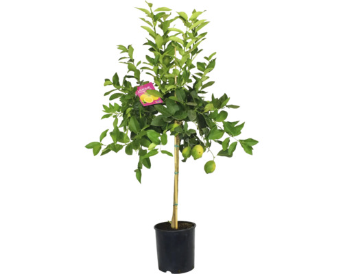 Lămâi Citrus Lemon ghiveci Ø 24 cm