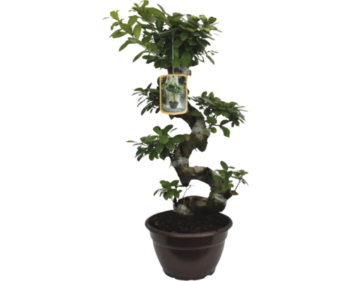 Bonsai Ficus Ginseng S-form ghiveci Ø 25 cm