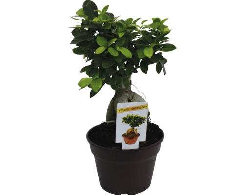 Bonsai Ficus Ginseng ciotols Ø 17 cm