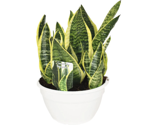 Limba soacrei Sansevieria Superba ciotola ghiveci Ø 20 cm