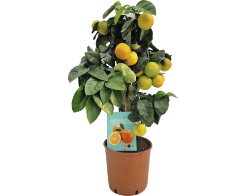 Portocal Citrus arancio ghiveci Ø 20 cm | HORNBACH