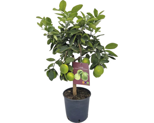 Lime Citrus lima verde ghiveci Ø 20 cm