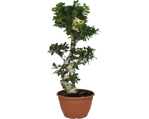 Bonsai Ficus Ginseng S-form ghiveci Ø 30 cm