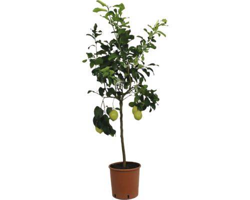 Lămâi Citrus lemon ghiveci Ø 22 cm