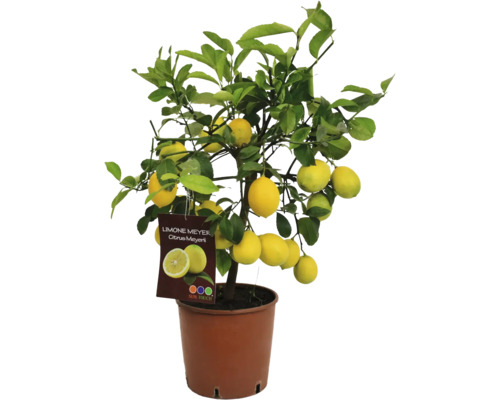 Lămâi Citrus meyer ghiveci Ø 20 cm