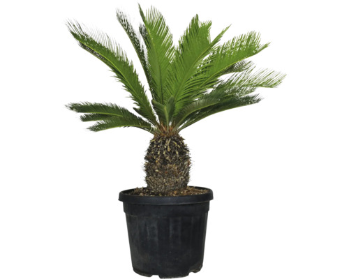 Palmier Cycas revoluta ghiveci Ø 45 cm