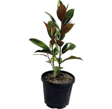 Ficus elastica în ghiveci cu frunze verzi și maro