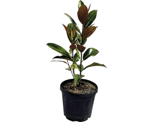 Ficus elastica în ghiveci cu frunze verzi și maro