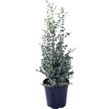 Plantă de eucalipt într-un ghiveci