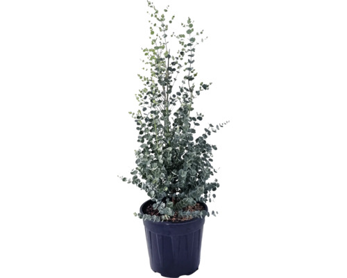 Plantă de eucalipt într-un ghiveci