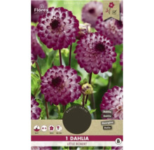 Ambalaj pentru o singură dalie Little Robert