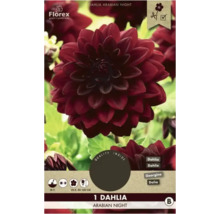Ambalajul produsului Florex Dahlia Arabian Night