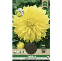 Dalie Kelvin Floodlight, plantă bulboasă