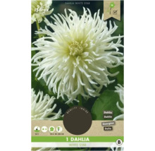 Ambalajul unei dalii albe ''White Star''