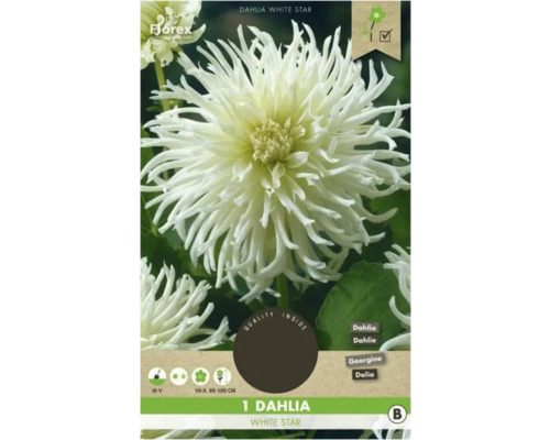 Bulbi de flori Florex dalia White Star 1 buc.