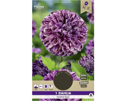 Bulbi de flori Florex dalia Marble Ball 1 buc.