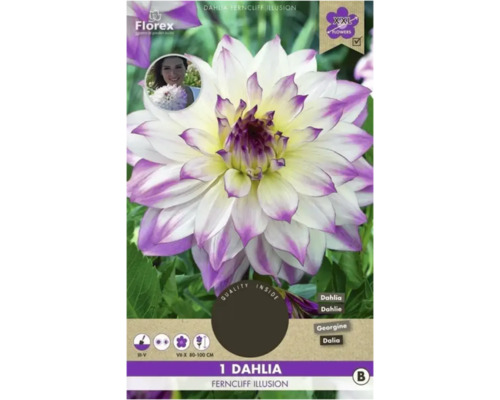 Bulbi de flori Florex dalia Ferncliff Illusion 1 buc.