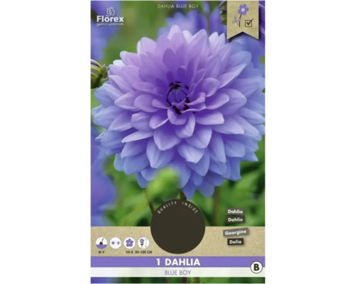 Bulbi de flori Florex dalia Blue Boy 1 buc.