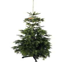 Brad argintiu întreg cu suport pentru brad