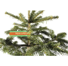 Vedere detaliată a bradului Nordmann