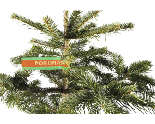 Vedere detaliată a bradului Nordmann