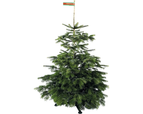 Brad Nordmann întreg