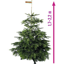 Brad de Nordmann cu o dimensiune de 1,7 până la 2,2 metri