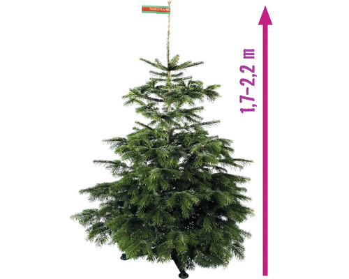 Brad de Nordmann cu o dimensiune de 1,7 până la 2,2 metri