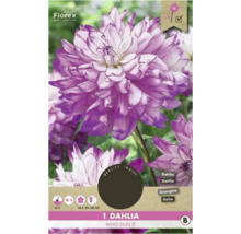 Bulb de dalie ''Who Dun It''